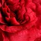 Giant Red Velvet Rose Set of 3 Large Artificial Flower Props for Wedding Event Decor